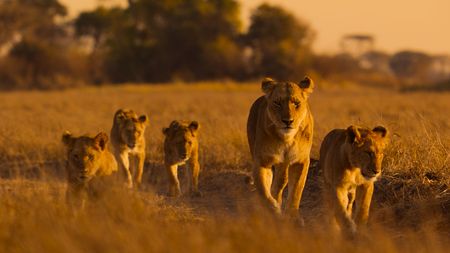A lioness with four cubs walks in the savannah of the Busanga Plains. (National Geographic)