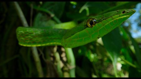 A green snake in the village of Bameno, Ecuador. (credit: National Geographic)