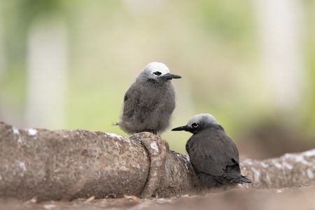 Two lesser noddy tern chicks on the forest floor. (National Geographic/Clement Kiragu)
