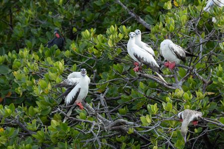 Red-footed boobies on mangrove trees in Aldabra, Seychelles. (National Geographic/Sam Lewis)