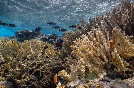 Fish swimming through coral at Beveridge Reef are observed during the National Geographic Pristine Seas expedition.  National Geographic Pristine Seas, in collaboration with the Governments of Niue (GON) and Tofia Niue, embarked on a scientific survey to document marine biodiversity in the small island nation known for its crystal-clear waters teeming with sea life—from humpback whales, gray reef sharks, 80-pound groupers, and other marine life. Located in the South Pacific, 1,300 miles northeast of New Zealand between Fiji, Samoa and Tonga, Niue is one of the largest elevated coral atolls in the world. The Pristine Seas Niue expedition is the third stop on The Global Expedition, an ambitious five-year collaboration with central and western Pacific Island nations. (National Geographic/Manu San Félix)