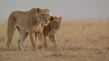 Kio, now nearly as tall as his mother, walks alongside her with a stride that shows growing confidence. (National Geographic)