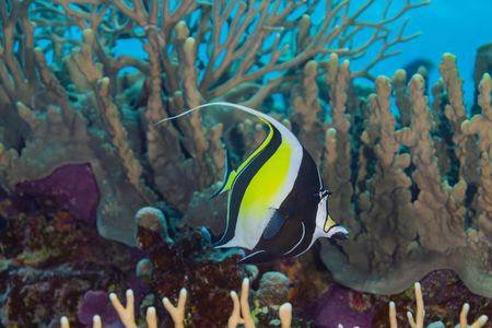 A Moorish idol swimming among the coral reef is observed during the National Geographic Pristine Seas expedition.  National Geographic Pristine Seas, in collaboration with the Governments of Niue (GON) and Tofia Niue, embarked on a scientific survey to document marine biodiversity in the small island nation known for its crystal-clear waters teeming with sea life—from humpback whales, gray reef sharks, 80-pound groupers, and other marine life. Located in the South Pacific, 1,300 miles northeast of New Zealand between Fiji, Samoa and Tonga, Niue is one of the largest elevated coral atolls in the world. The Pristine Seas Niue expedition is the third stop on The Global Expedition, an ambitious five-year collaboration with central and western Pacific Island nations. (National Geographic/Manu San Félix)