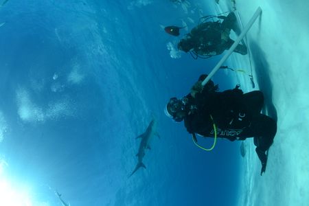 A safety diver holds a pole to deter unwanted attention from sharks. (National Geographic/James Loudon)