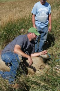Dr. Ben Schroeder applies pressure to the body of Remy the cow in order to release gas buildup as farmer Keith Sudbeck watches, hoping Dr. Ben can save his cow. (National Geographic)