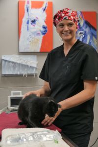Dr. Erin Schroeder comforts Roger the cat before the procedure. (National Geographic)