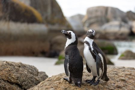 African penguins at the Boulders Beach colony in South Africa. (National Geographic/David Eastaugh)