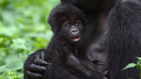 A baby gorilla clings to an adult among green plants. (National Geographic)