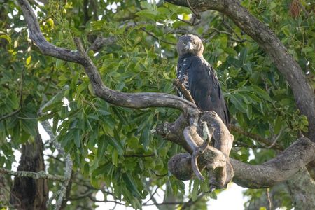 A crowned eagle rests on a tree branch in Kasanka National Park. (National Geographic/Frank Willems)