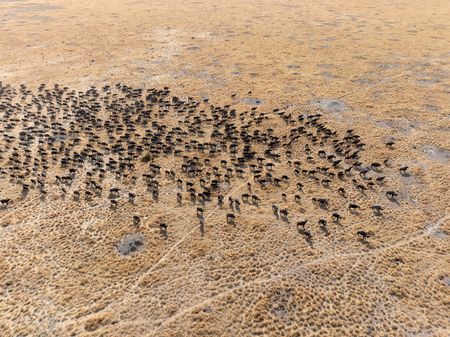 A large herd of Cape buffalo walking across parched lands of Botswana. (National Geographic/Russel MacLaughlin)