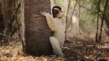A Verreaux's sifaka lemur hugs the trunk of a tree to cool down in the hot conditions of Madagascar's dry forests. (National Geographic)