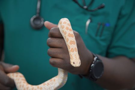 Maple, the hog-nose snake, has a case of pneumonia. (National Geographic for Disney/Sean Grevencamp)