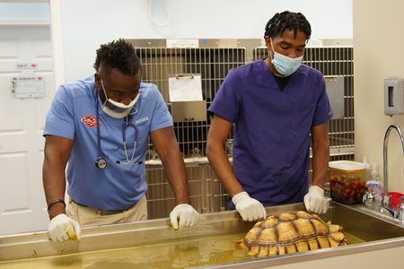 Dr. Hodges and kennel tech Noah wait patiently while Taft, the tortoise, has a warm bath. (National Geographic for Disney/Sean Grevencamp)