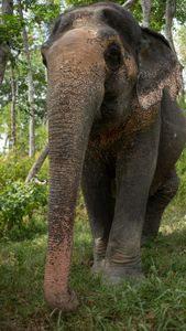 Asian elephants have a few differences from African elephants, one of these is the size of Asian elephants are much smaller. (National Geographic for Disney/Katunyuta Oshea )