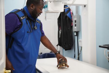 Surgery tech Paul brings Boxer, the turtle, in for some x-rays. (National Geographic for Disney/Sean Grevencamp)