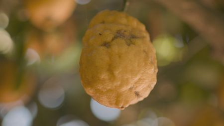 TUCCI IN ITALY - “Naples & Campania” - Procida lemons on a tree on the island of Procida. (National Geographic)TUCCI IN ITALY