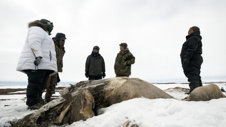 The Pingayak family finds a washed up whale on the frozen beach. (National Geographic/Matt Kynoch)