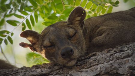 A sleeping female fossa. (National Geographic)