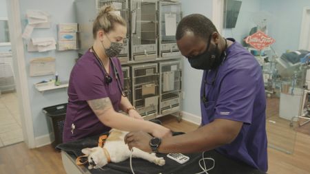 Surgery tech Paul and vet tech Jordan get some vitals from Fern, the cat. (National Geographic for Disney)