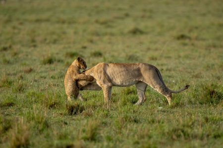 Kio receives an affectionate head bump from his older cousin as he strengthens his bonds within the pride. (National Geographic/Simon Blakeney)