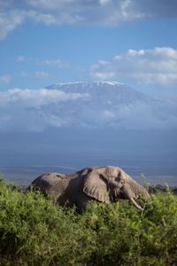 An elephant roams through Kimana Sanctuary, a crucial corridor that links Amboseli National Park with the Chyulu Hills and Tsavo protected areas in Kenya, on May 23, 2022. As well as being the largest land mammal on earth, elephants are a keystone species and play an important role in the environment where they live. However, having roamed the wild for 15 million years, today, this iconic species faces the biggest threats to its survival due to ivory poaching, human-wildlife conflict and habitat destruction. (National Geographic for Disney/Nichole Sobecki)