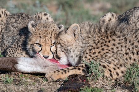 Two cheetah cubs feeding on a kill in Mount Camdeboo, South Africa. (National Geographic/Virginia Quinn)