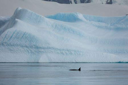 B2 type orca in the Antarctic use icebergs to scratch algae from their skin. These Antarctic orca have to migrate to tropical water to molt. (National Geographic for Disney/Holly Harrison)