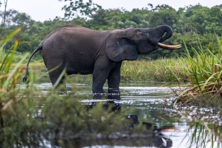 Forest elephants have been poached relentlessly for years for their ivory, as it is more dense and easier to carve than that of its Savannah cousins. (National Geographic for Disney/Fleur Bone)