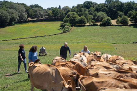 Gordon and Tilly Ramsay help to herd cattle in Chantada, Spain. (National Geographic/Justin Mandel)