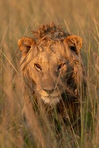 Nzuri, one of Kio's brothers, stands in the tall grass. (National Geographic/Claire Arthur)