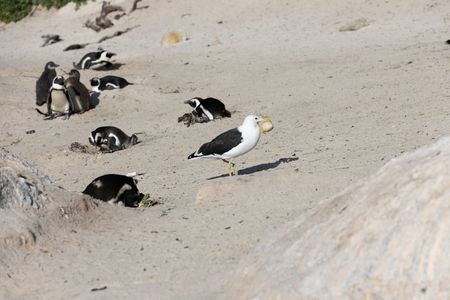 A Cape gull carrying a stolen egg of an African penguin. (National Geographic/Jack Richardson)