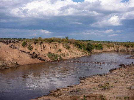 Wildebeest make the infamous Mara River crossing in Maasai Mara, Kenya. (National Geographic for Disney/David Chancellor)