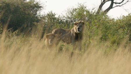 Two adult male lions are alert. (National Geographic/Rolf Steinmann)