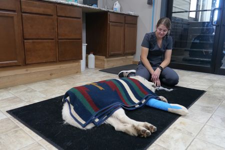 Vet tech Laurel Driver waits with Pearl the dog after the successful procedure to re-set the broken bone in her paw. (National Geographic)