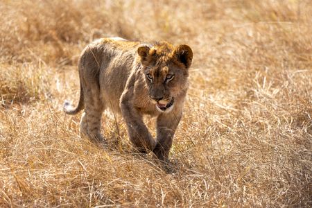 A lion cub on on Zambia's Busanga Plains.  (National Geographic/Clare Kingston)