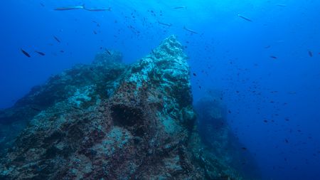Fish around a coral reef.  (credit: National Geographic/Bertie Gregory)