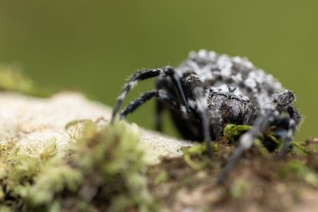 A Darwin's bark spider on tree bark in Madagascar's rainforest. (National Geographic/Simon Lewis)