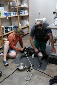Dr. Erin Schroeder comforts the black lab as Dr. Ben uses a headlamp to find the tick. (National Geographic)