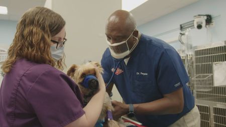 Dr. Ferguson gives a quick check to Herschel, the dog, before a dental cleaning. (National Geographic for Disney)