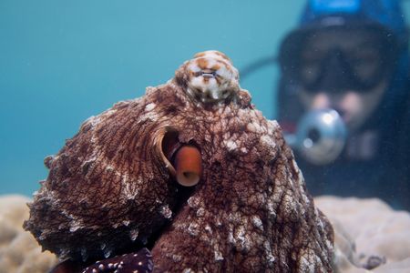 Dr. Alex Schnell observes a Day octopus (Octopus cyanea) on the Great Barrier Reef.   (photo credit: National Geographic/Craig Parry)