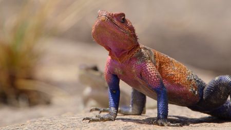 A mature male Agama lizard. (National Geographic)