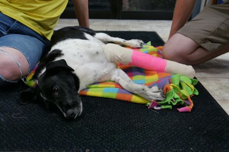 Border collie Belle wakes up after being sedated for a procedure to fix her injured leg as Dr. Erin Schroeder and owner Zach Kramer watch over her. (National Geographic)