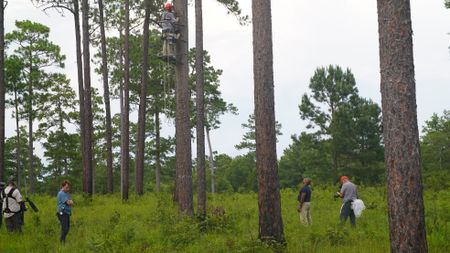 Mark Bailey climbs up a pine tree to fix up a home for the endangered red-cockaded woodpecker while Christian Cooper assists from below. (National Geographic for Disney)