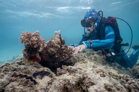A Day octopus (Octopus Cyanea), perched by a branching coral (Acropora sp.), allows Dr. Alex Schnell to approach and they touch, suckers to fingertips. (National Geographic for Disney/Craig Parry)