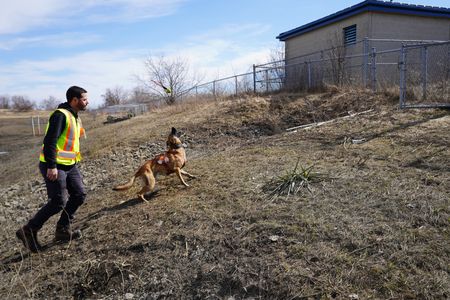 Noah Keoshkerian, Wildlife Control Officer, with Zeus the dog. (Arrow International Media Ltd & Cantina Media)