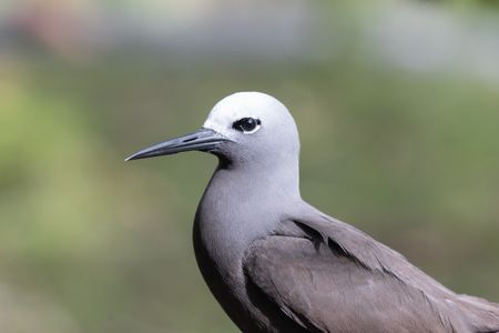 A lesser noddy tern. (National Geographic/Berenice Mathieu)