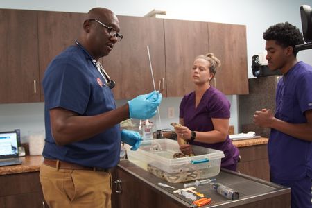 Dr. Ferguson and the team work to help Nestle, a Boa Constrictor who hasn't been eating. (National Geographic for Disney/Sean Grevencamp)