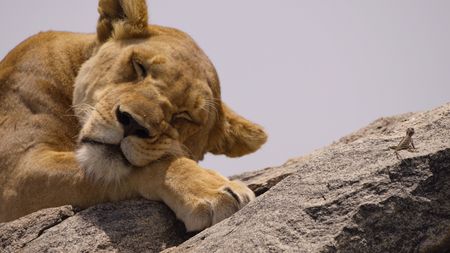 An Agama lizard sneaks towards a lion resting on a rocky outcrop. (National Geographic)