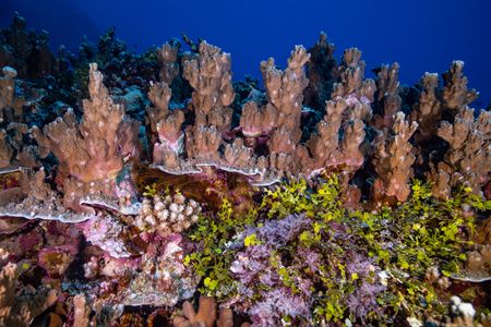 Vibrant coral at Beveridge Reef in Niue is observed during the National Geographic Pristine Seas expedition. National Geographic Pristine Seas, in collaboration with the Governments of Niue (GON) and Tofia Niue, embarked on a scientific survey to document marine biodiversity in the small island nation known for its crystal-clear waters teeming with sea life—from humpback whales, gray reef sharks, 80-pound groupers, and other marine life. Located in the South Pacific, 1,300 miles northeast of New Zealand between Fiji, Samoa and Tonga, Niue is one of the largest elevated coral atolls in the world. The Pristine Seas Niue expedition is the third stop on The Global Expedition, an ambitious five-year collaboration with central and western Pacific Island nations. (National Geographic/Manu San Félix)