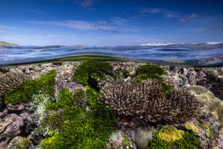 Fringing coral reef around the island of Niue is observed during the National Geographic Pristine Seas expedition. National Geographic Pristine Seas, in collaboration with the Governments of Niue (GON) and Tofia Niue, embarked on a scientific survey to document marine biodiversity in the small island nation known for its crystal-clear waters teeming with sea life—from humpback whales, gray reef sharks, 80-pound groupers, and other marine life. Located in the South Pacific, 1,300 miles northeast of New Zealand between Fiji, Samoa and Tonga, Niue is one of the largest elevated coral atolls in the world. The Pristine Seas Niue expedition is the third stop on The Global Expedition, an ambitious five-year collaboration with central and western Pacific Island nations. (National Geographic/Manu San Félix)